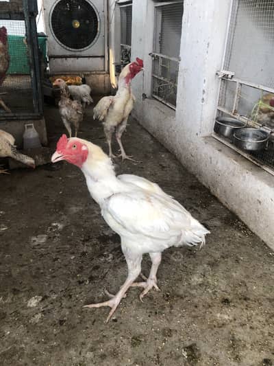 Hera top quality male