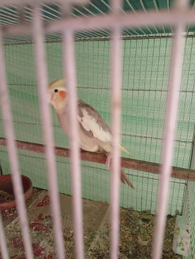 charcoal male or cinnamon female cocktail bonded pair