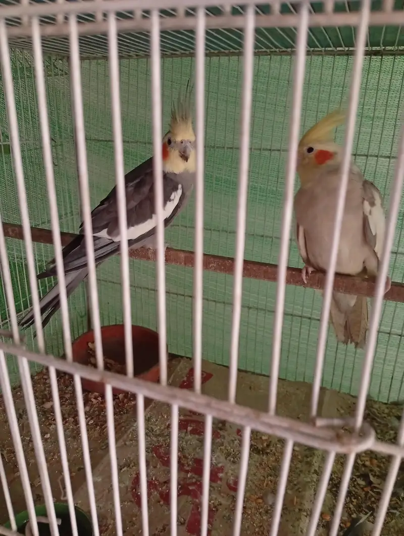 charcoal male or cinnamon female cocktail bonded pair — photo 2
