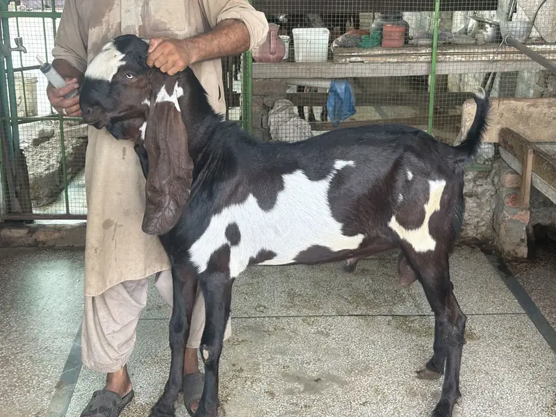 Amirtsari Breeder Bakra for sale — photo 2