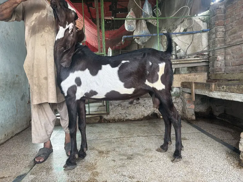 Amirtsari Breeder Bakra for sale — photo 5