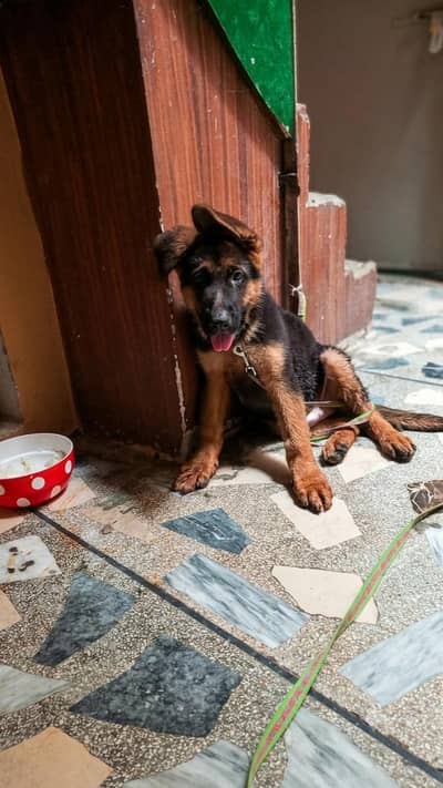 German shepherd male puppy