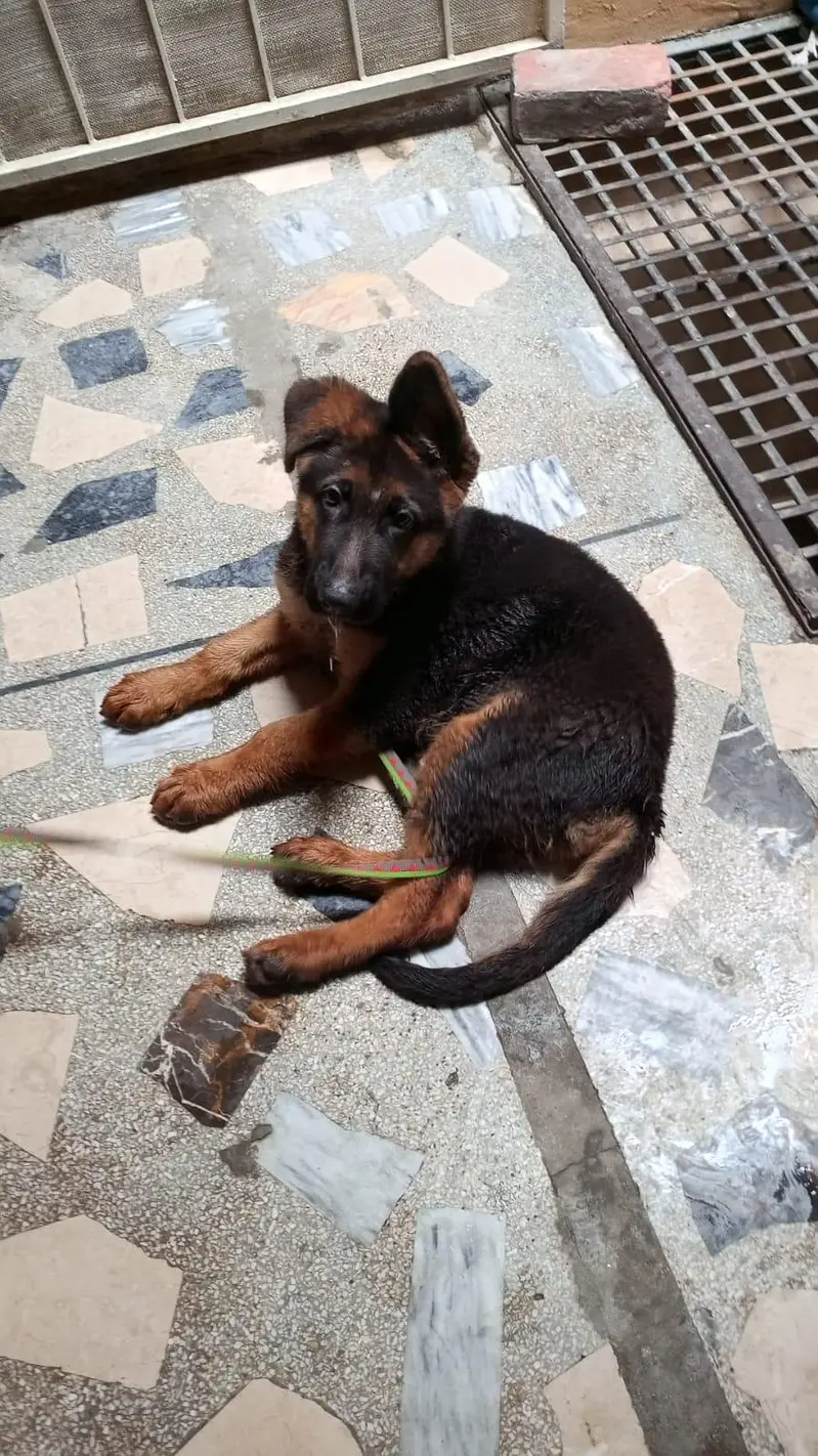 German shepherd male puppy — photo 3
