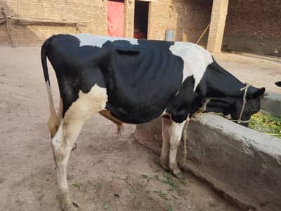 male bull