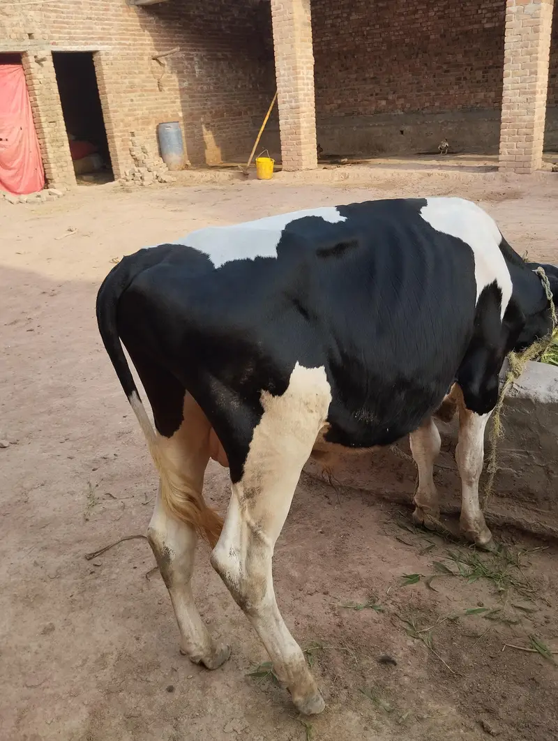 male bull — photo 2