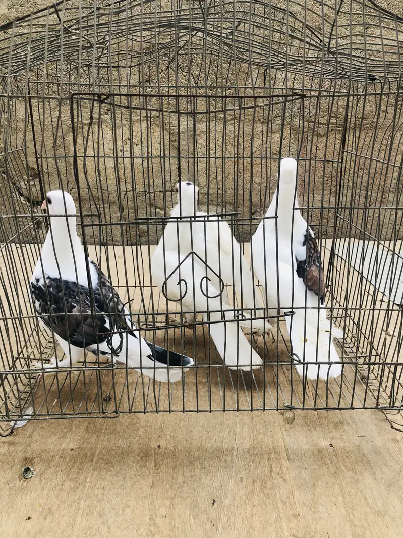 Pathy available — photo 11