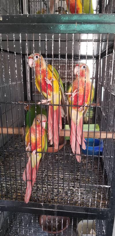 High Red Pineapple Conure & Love birds
