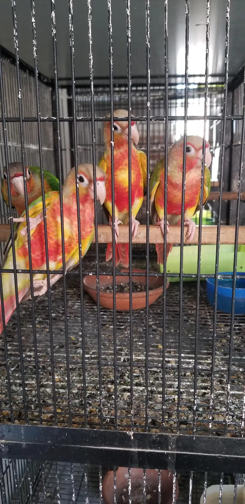 High Red Pineapple Conure & Love birds — photo 2