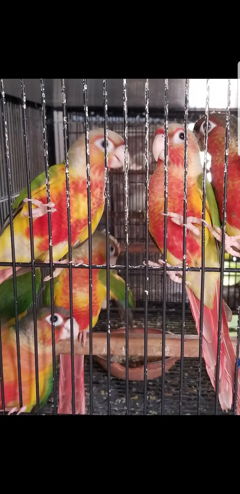 High Red Pineapple Conure & Love birds — photo 3