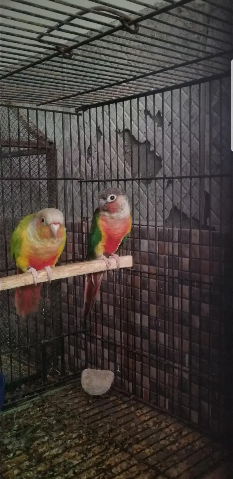 High Red Pineapple Conure & Love birds — photo 4