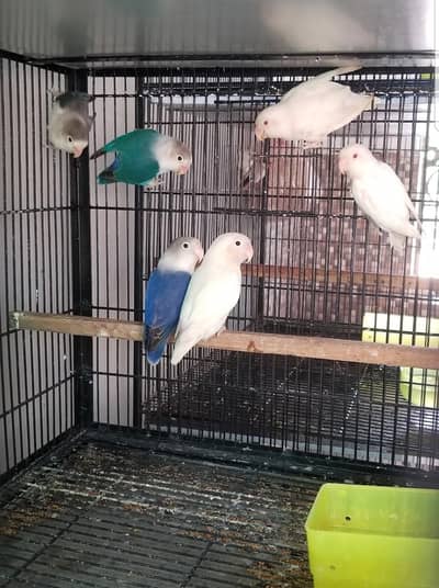 High Red Pineapple Conure & Love birds