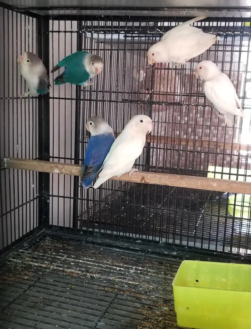 High Red Pineapple Conure & Love birds — photo 6