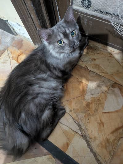 Turkish Angora