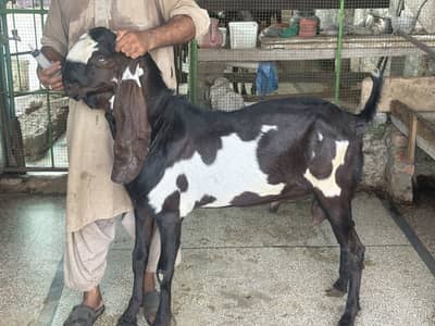 Amirtsari Breeder Bakra for sale