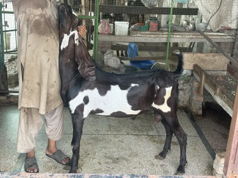 Amirtsari Breeder Bakra for sale — photo 2