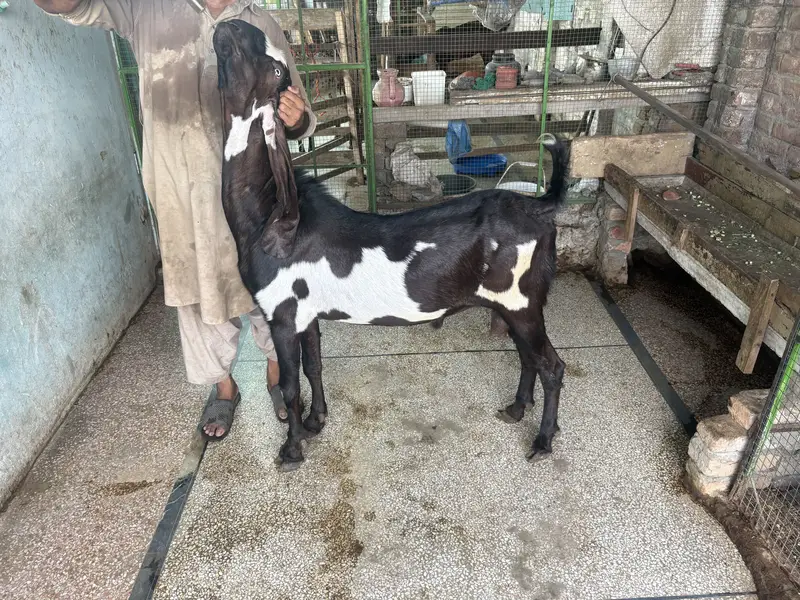 Amirtsari Breeder Bakra for sale — photo 5