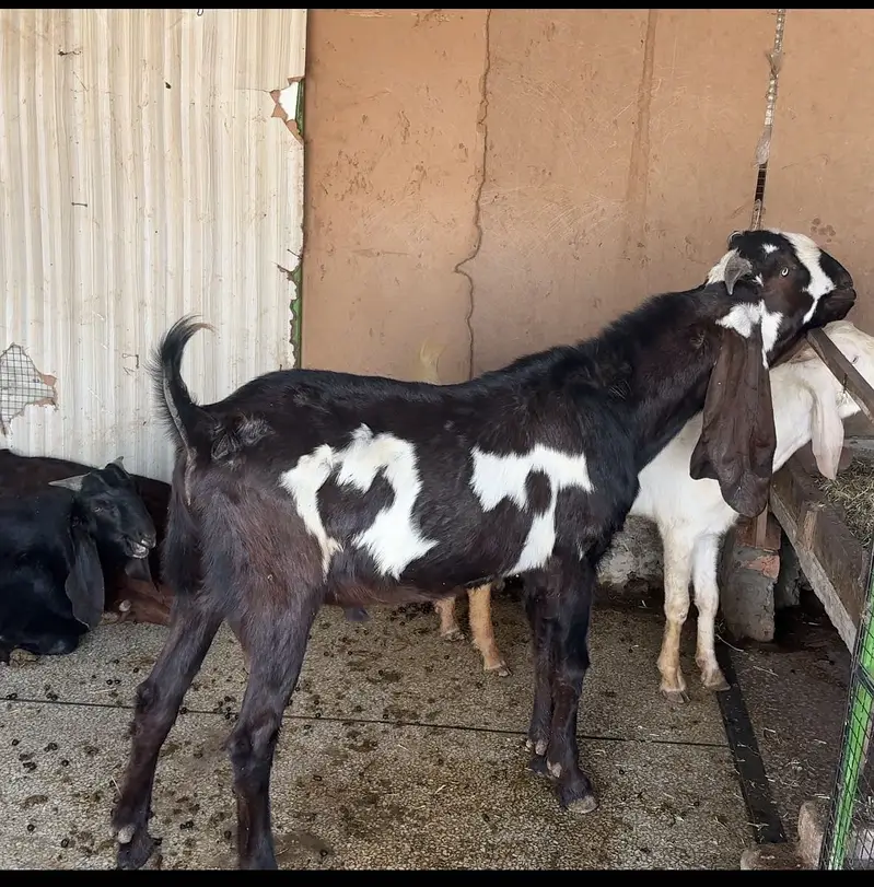 Amirtsari Breeder Bakra for sale — photo 6