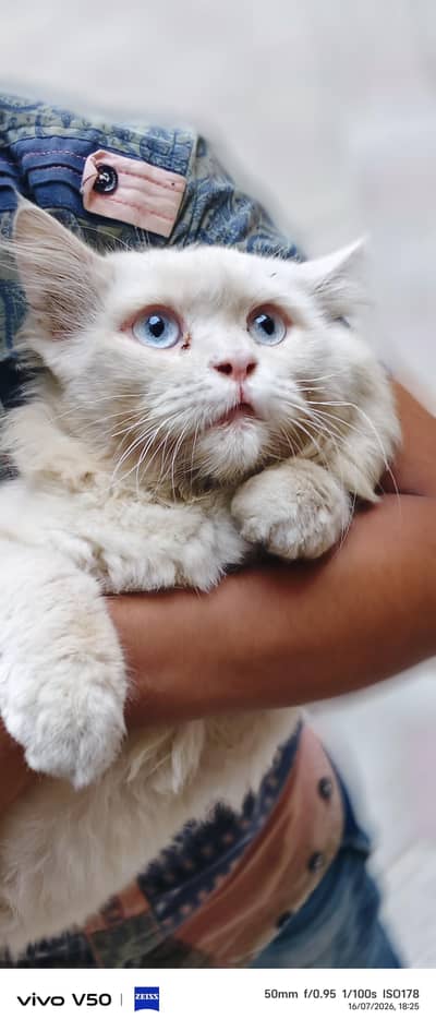 best cat