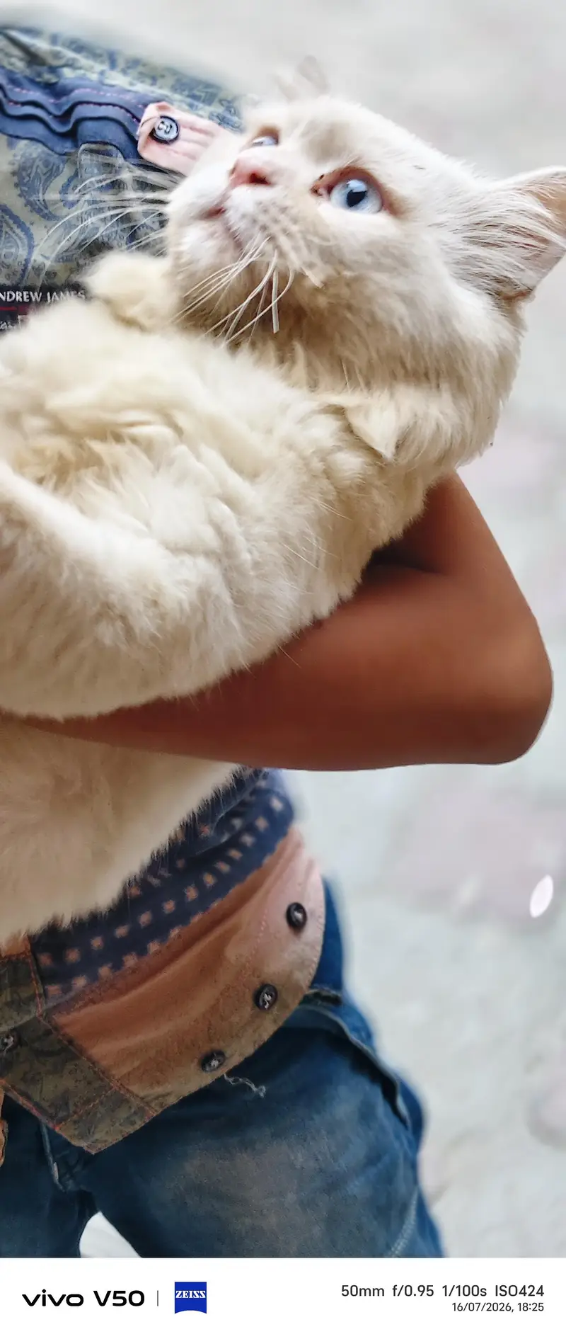 best cat — photo 2