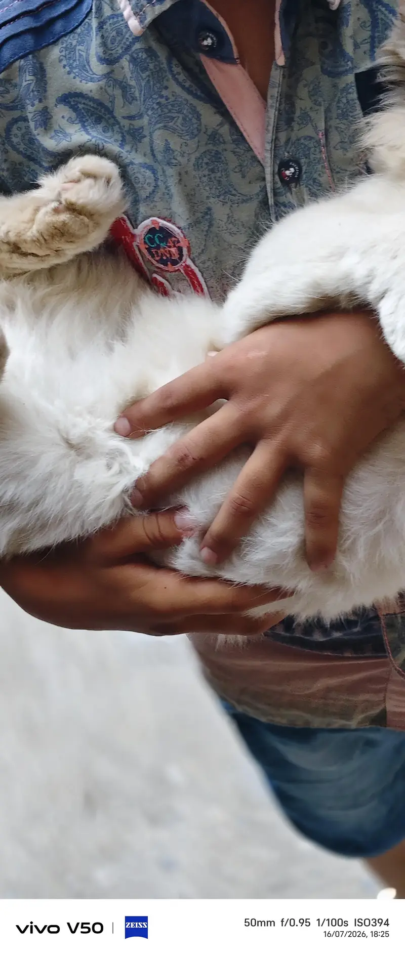 best cat — photo 3