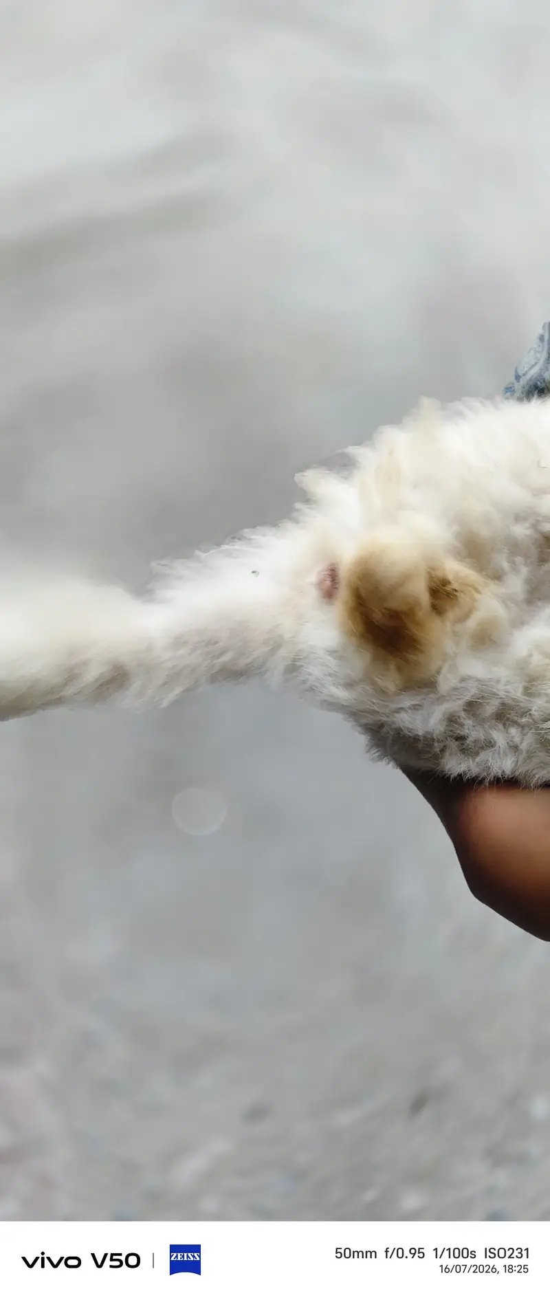 best cat — photo 4