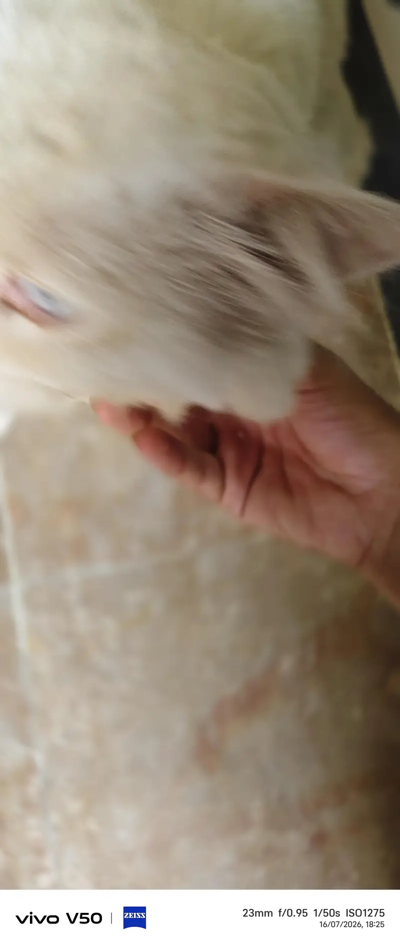 best cat — photo 5