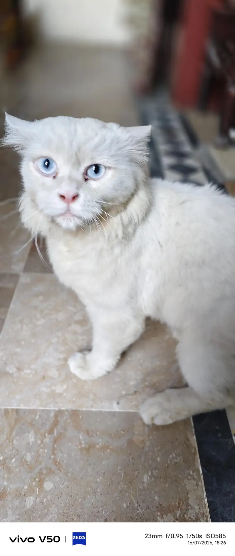 best cat — photo 6