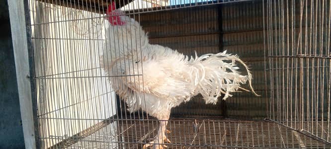Aseel murgha, aseel hen, white aseel, white aseel frizzle