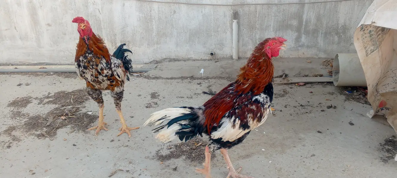 Aseel murgha, aseel hen, white aseel, white aseel frizzle — photo 2