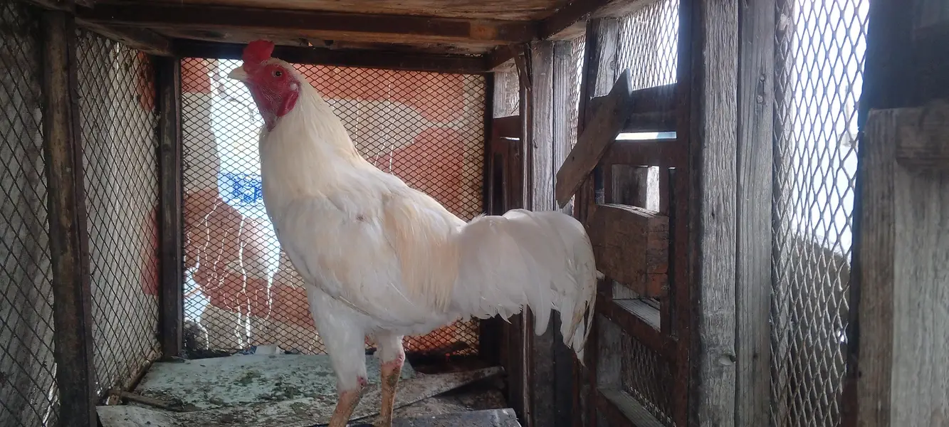 Aseel murgha, aseel hen, white aseel, white aseel frizzle — photo 3