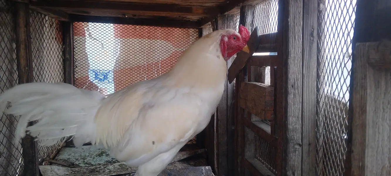 Aseel murgha, aseel hen, white aseel, white aseel frizzle — photo 4