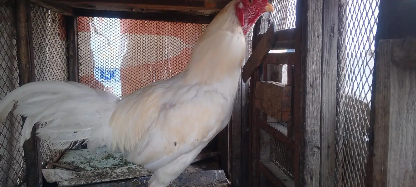 Aseel murgha, aseel hen, white aseel, white aseel frizzle — photo 5