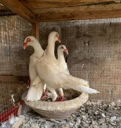 Danish breedr pair 1 chiks top quality vip pair