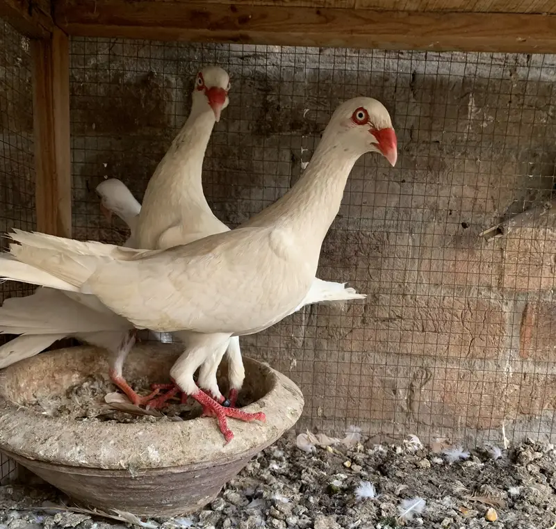 Danish breedr pair 1 chiks top quality vip pair — photo 2