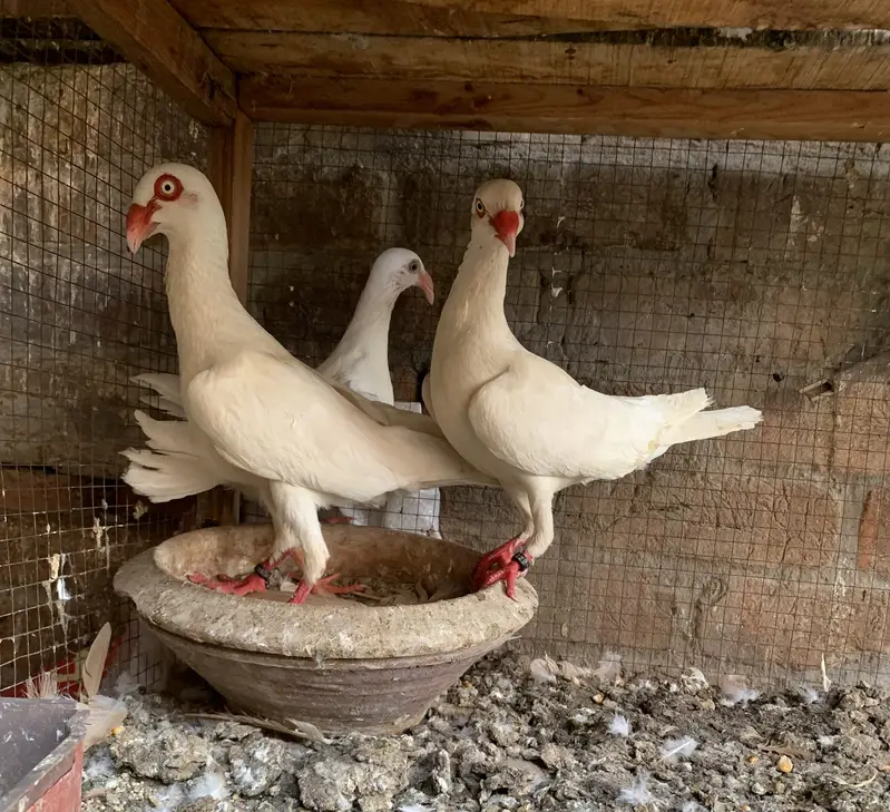 Danish breedr pair 1 chiks top quality vip pair — photo 3