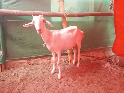 Bakri gabban pregnant /Path bakri / kheera bakray 2027/Milk goats