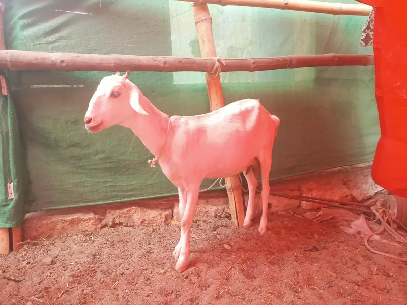 Bakri gabban pregnant /Path bakri / kheera bakray 2027/Milk goats — photo 2