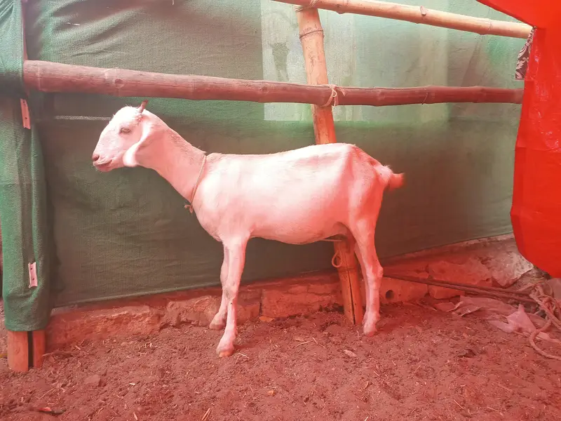 Bakri gabban pregnant /Path bakri / kheera bakray 2027/Milk goats — photo 3