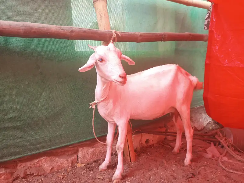 Bakri gabban pregnant /Path bakri / kheera bakray 2027/Milk goats — photo 4