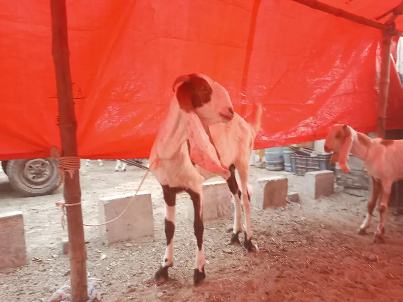 Bakri gabban pregnant /Path bakri / kheera bakray 2027/Milk goats — photo 5