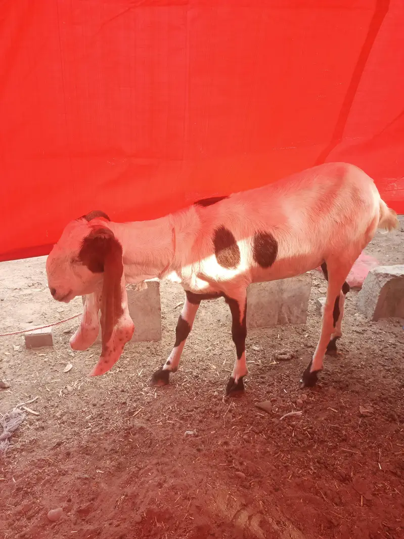 Bakri gabban pregnant /Path bakri / kheera bakray 2027/Milk goats — photo 6