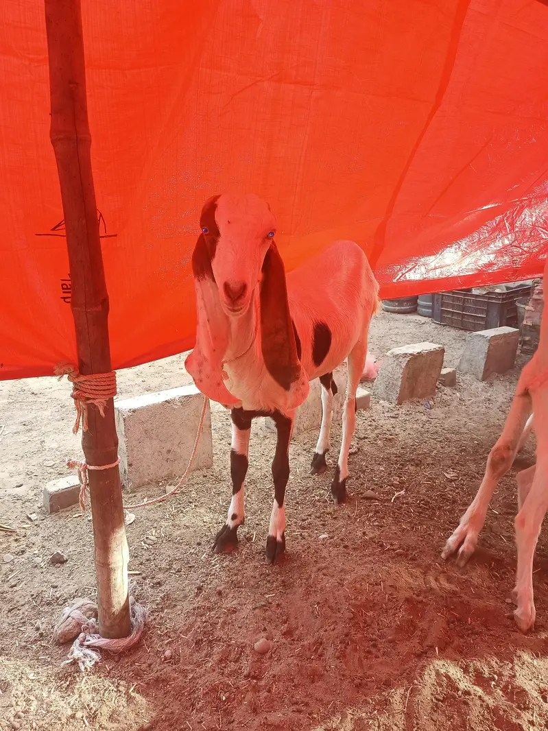 Bakri gabban pregnant /Path bakri / kheera bakray 2027/Milk goats — photo 7