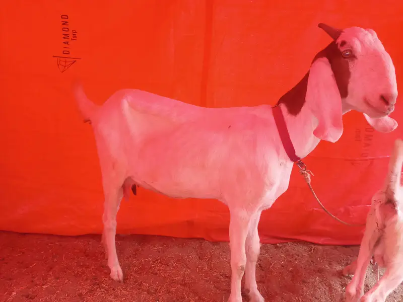 Bakri gabban pregnant /Path bakri / kheera bakray 2027/Milk goats — photo 8