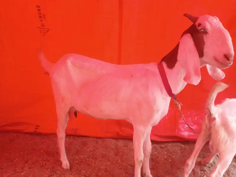 Bakri gabban pregnant /Path bakri / kheera bakray 2027/Milk goats — photo 9