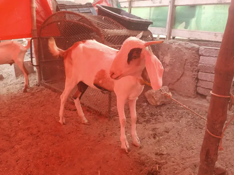 Bakri gabban pregnant /Path bakri / kheera bakray 2027/Milk goats — photo 10