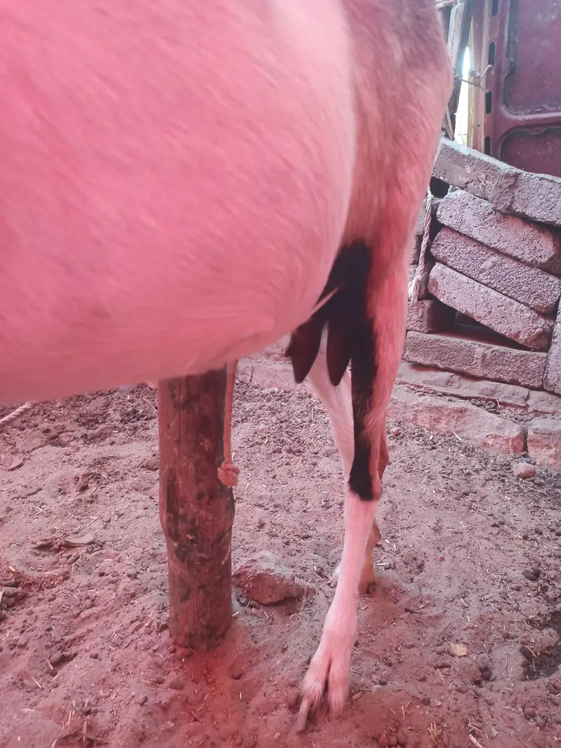Bakri gabban pregnant /Path bakri / kheera bakray 2027/Milk goats — photo 11