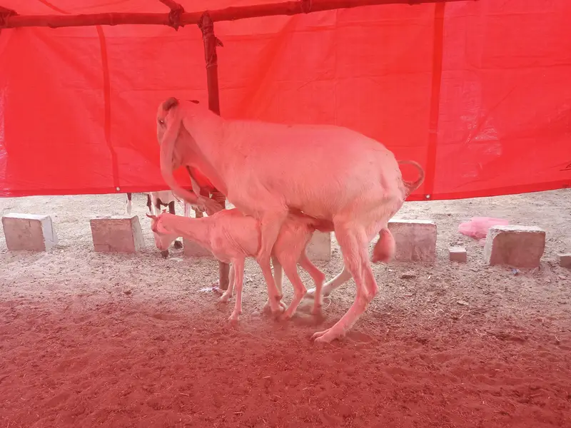 Bakri gabban pregnant /Path bakri / kheera bakray 2027/Milk goats — photo 12