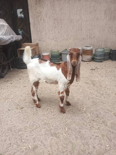 kheera bakray 2027 / goats male