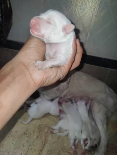 Long coat pomanian puppies 1female and 4 male