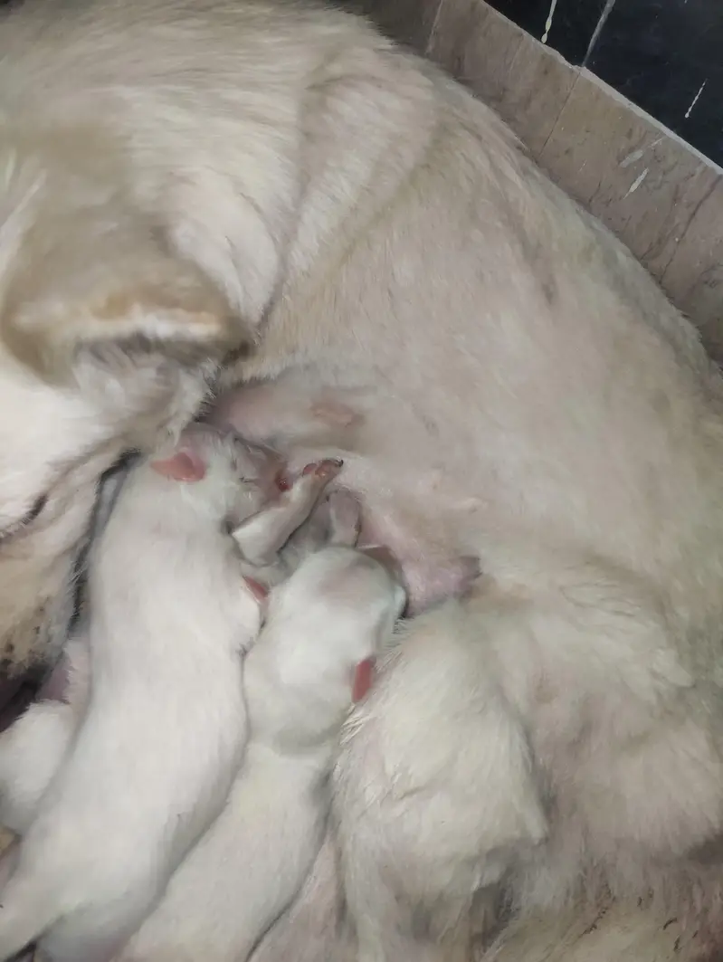 Long coat pomanian puppies 1female and 4 male — photo 2